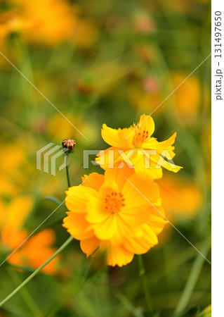 キバナコスモスの花と蕾 131497650