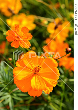 秋に咲くキバナコスモスのオレンジ色の花 131497653