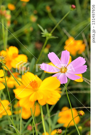 黄色とピンクのコスモス 131497656