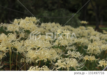 白い彼岸花 白い彼岸花 131497716