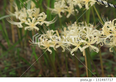 白い彼岸花 131497717