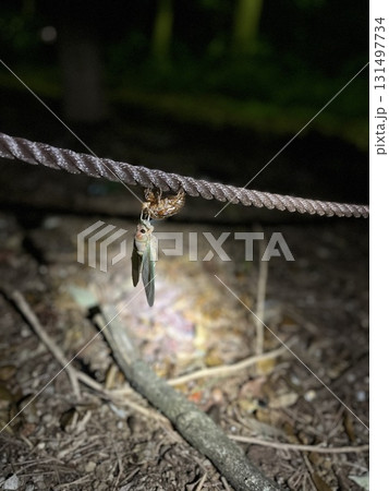 蝉の羽化 131497734