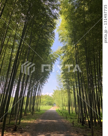 竹林トンネル 131497735