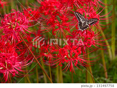 秋を彩る彼岸花 秋を彩る彼岸花 131497758