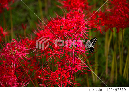 秋を彩る彼岸花 131497759