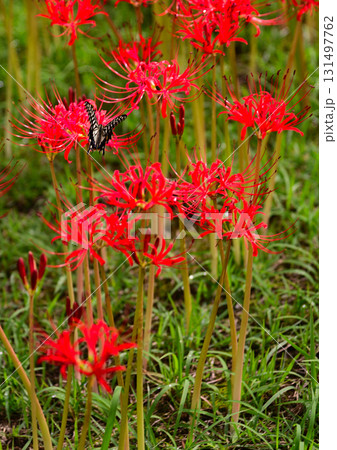 秋を彩る彼岸花 131497762