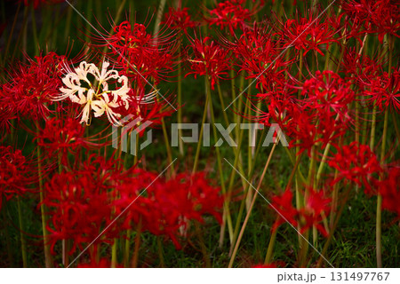 秋を彩る彼岸花 131497767