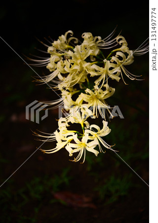 秋を彩る彼岸花 131497774