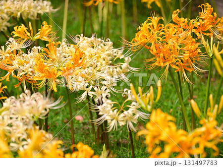 秋を彩る彼岸花 131497783