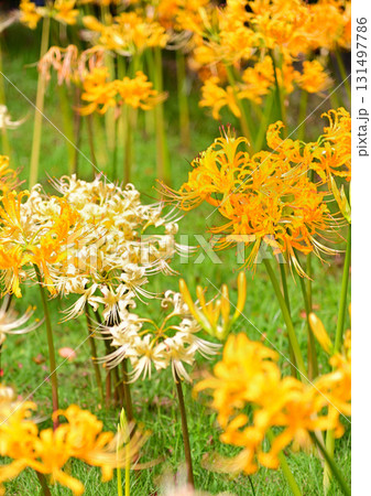 秋を彩る彼岸花 131497786