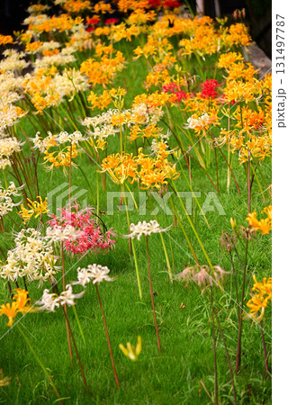 秋を彩る彼岸花 131497787