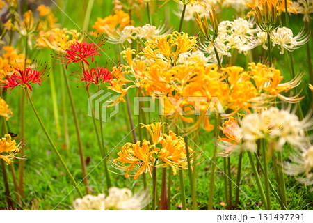 秋を彩る彼岸花 秋を彩る彼岸花 131497791