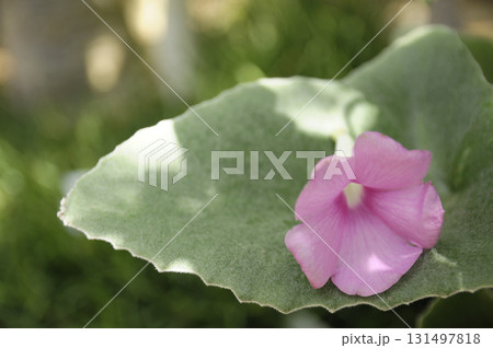 暑う秋の汗 131497818