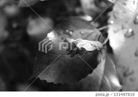 暑う秋の汗 131497819