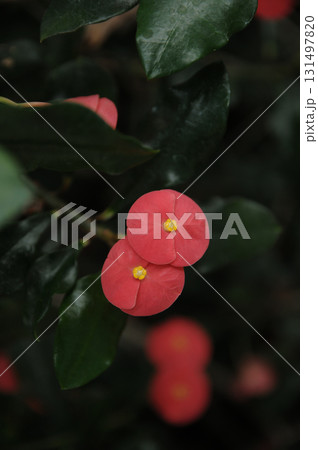 暑う秋の汗 131497820