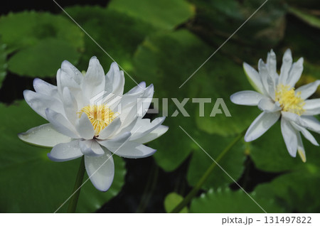 暑う秋の汗 131497822