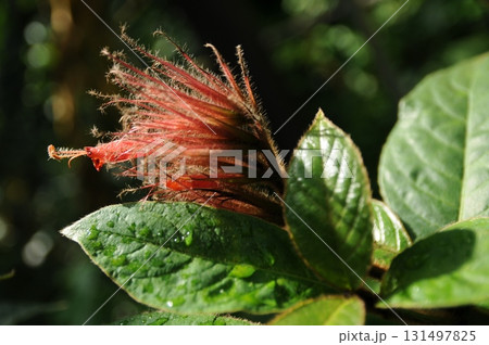 暑う秋の汗 131497825