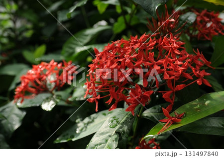 暑う秋の汗 131497840