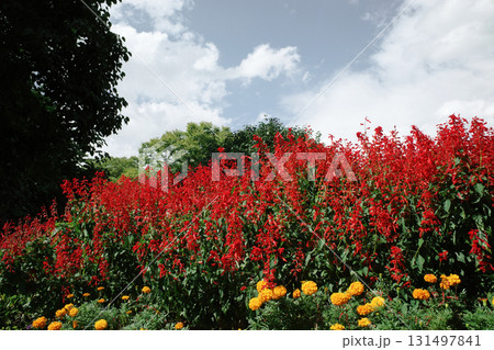 暑う秋の汗 131497841