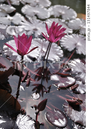 暑う秋の汗 131497844