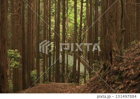 薄暗い林道 131497884