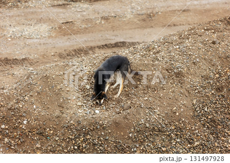 Husky like Mixed-breed dog walking outdoors Husky like Mixed-breed dog walking outdoors 131497928