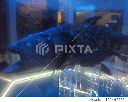 シーラカンス 131497982