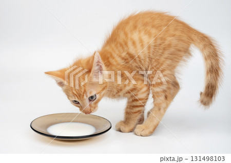 Kitty stand after drinking milk 131498103