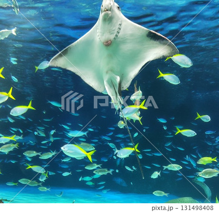 泳ぐマンタ 131498408