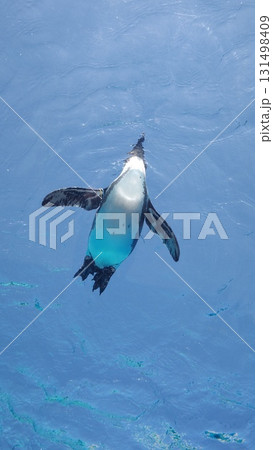 空飛ぶペンギン 131498409