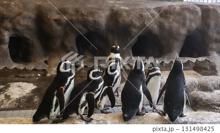 ペンギンたちが集まる ペンギンたちが集まる 131498425