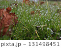 Dew on grass on a rainy autumn morning  131498451