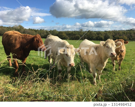 Curious cows in an Irish field Curious cows in an Irish field 131498452