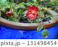 red god rose flowers in the garden 131498454