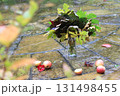 A composition of autumn leaves and apples on the ground  131498455