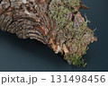 close up of the bark of a tree 131498456