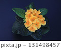 Golden primrose on a dark background  131498457