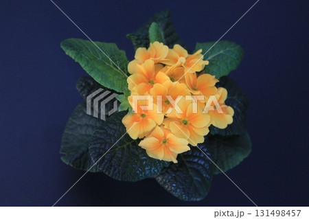 Golden primrose on a dark background  Golden primrose on a dark background  131498457