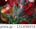 closeup of a flower of thorns 131498458