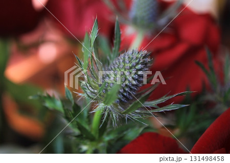 closeup of a flower of thorns closeup of a flower of thorns 131498458