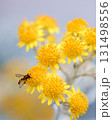 関西万博に現れたハチを黄色の花と一緒に撮りました 131498556
