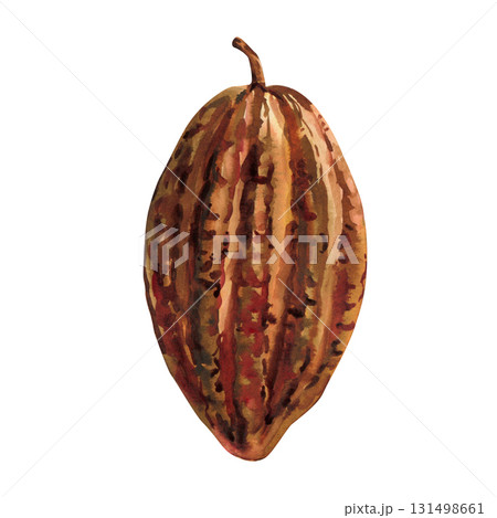 Cocoa pod watercolor illustration exotic tropical fruit cacao bean shell organic food art isolated on white background Cocoa pod watercolor illustration exotic tropical fruit cacao bean shell organic food art isolated on white background 131498661