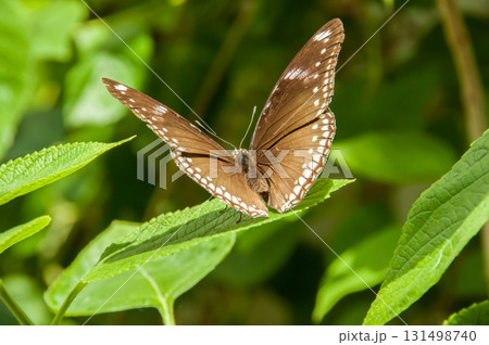The beauty of the colors and pattern of a butterfly The beauty of the colors and pattern of a butterfly 131498740