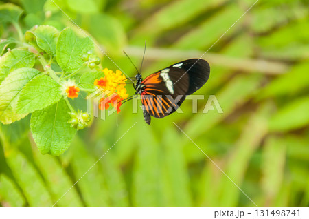The beauty of the colors and pattern of a butterfly The beauty of the colors and pattern of a butterfly 131498741