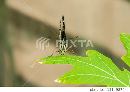 The beauty of the colors and pattern of a butterfly The beauty of the colors and pattern of a butterfly 131498744