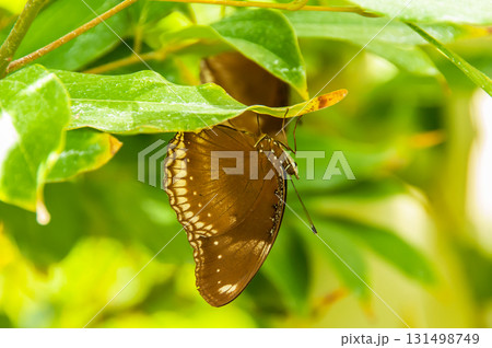 The beauty of the colors and pattern of a butterfly The beauty of the colors and pattern of a butterfly 131498749