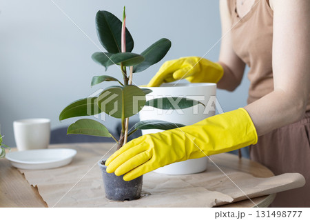 Woman replanting ficus elastica house plant in a bigger flower pot. 131498777