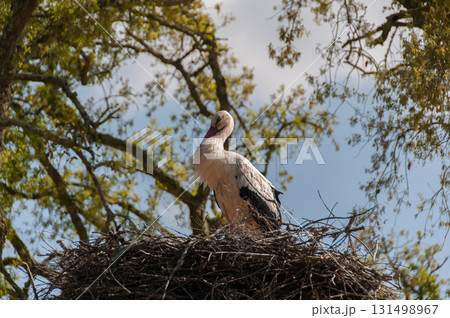 Storks on top of its nest Storks on top of its nest 131498967