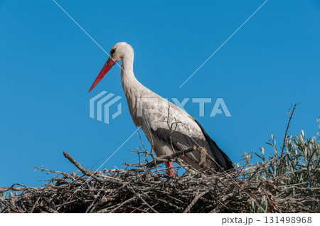 Storks on top of its nest 131498968