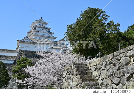 大天守と喜斎門跡のサクラ(姫路城) 大天守と喜斎門跡のサクラ(姫路城) 131498979